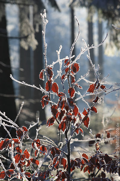 Winterwald Raureif Bltter rot Eisschnee Gegensonne Lichtung Natur Bume Hintergrund