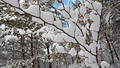 Schnee auf Astzweig Winterbild Wald Strauch weisse Kapuzen verschneite Flora Naturfoto