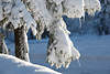 Baumstamm im Schnee Äste mit Eiszapfen in weißen Winterpracht Naturfoto