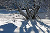 Baumstrauch weiße Stämme blaue Schatten auf Schnee in Wintersonne Naturbild