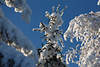 Schneebaum Tanne vereist am Blauhimmel Naturform Winterbild