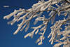 101067_Astzweige im Schnee Naturbild am Blauhimmel im Frost & Sonnenschein, Winterzauber Fotografie