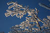 101068_Schwarzweiße Schneezweige am blauen Himmel glänzen in warmen Wintersonne Naturfotografie