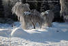 Birkenbaum im Schnee Winterbilder, Hängebirke vereiste Zweige in Winterstarre am Waldrand