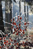 Winterwald Raureif Blätter rot Eisschnee Gegensonne Lichtung Naturfotos Bäume Hintergrund