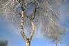Winterbirke Foto Baum Äste Reif vereiste Zweige Rauhfrost am Blauhimmel Winterbild