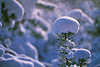 Schneekapuzen Winterromantik Naturbild Nadelzweige in Schneefall Sonnenschein Strukturen