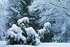 Winterzauber Bild Rauhfrost bereifte Baumzweige schneebedeckter Rhododendron 