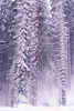 3338_ Wald Nadelbäume Foto abstrakt in Schnee, Baumstämme weich, verwischt in Winterbild