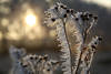 Pflanzenstiel eingefroren mit Eiskristallen in Rauhfrost, Rauhreif vor Sonne in Gegenlicht, Winter Naturfoto