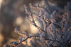 Strauchzweige in Rauhfrost, Baumzweige in Rauhreif, mit Eiskristallen in Kälte, Frost & Sonnenschein