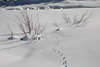 Sträucher Winterbild Tierspuren in Schnee verschneite Pflanzenzweige Naturfoto