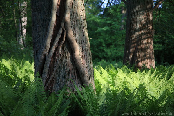 Waldfarn Baumstmme Bodendcker Farnwedeln Grndickicht Naturfoto