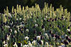 Palmlilie hohe Blütenstände hellgrün Yucca über Tulpenblumenfeld