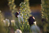 Yucca-Palmlilie Blüten grüne Glocken Traube filamentosa