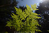 Adlerfarn Fotos Farnwedel grüne Farnblätter Naturbilder im Gegenlicht unter Waldbäumen