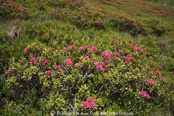 Alpenrosen krautige Gebirgsflora Wildrosen Strucherfeld lila-violett Wildblten