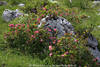 Wilde Alpenrosen um Stein wachsen Gebirgsflora Foto Strauch violett-rosa Blten Naturbild