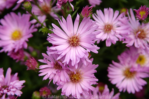 Astrum Aster novae-angliae violett Blten blhender Blumenteppich Asterblten