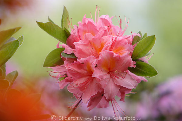 Rhododendron Art Hinomayo hell-rosa Blten Makrofotografie