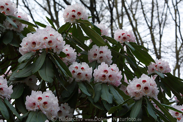 Faces of Rhododendron pink bloom-eyes