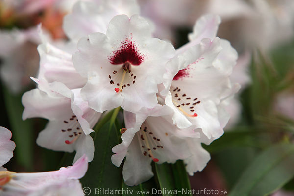 Rhododendron weiss-rosa zarte Bltenblttchen Nahaufnahme
