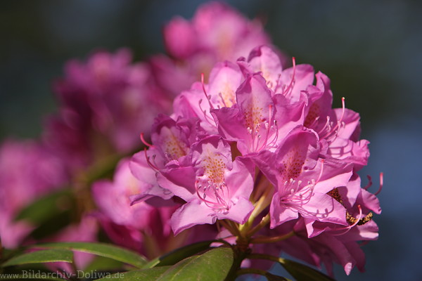 Rhododendron-Violettblüte Makrofoto hübsche Lilablume in Sonnenschein vor Blaugrund