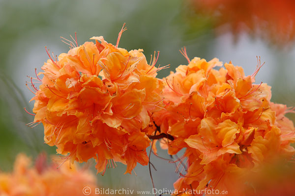 Rhododendron japonicum orange Blten hell blhend Makrofoto