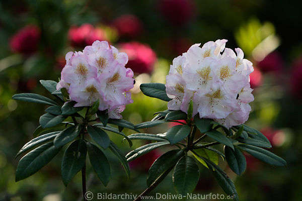 Rhododendren wei-violett blhendes Blumenpaar Gartenfoto
