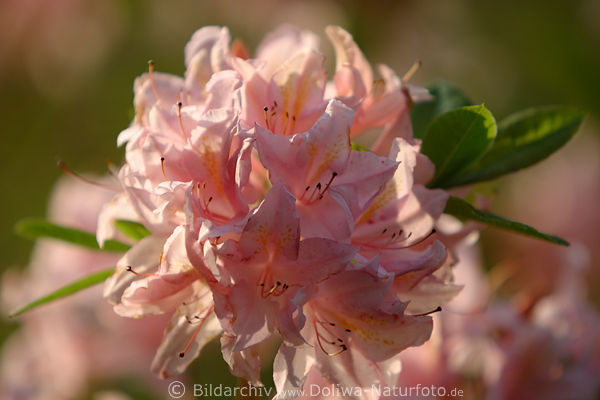 Rhododendron orbiculare hell-rosa blhende Blten