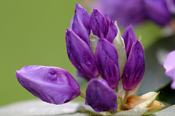 Rhododendron violett Knospenblte Makrofoto Catawbiense Grandiflorum