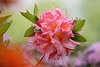 702213_Rhododendron Art Hinomayo hell-rosa Blüten Makrofotografie