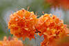702215_Rhododendron japonicum orange Blüten hell blühend Makrofoto