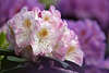 702221_Rhododendron weiss-violett blühende Blüten Makrofoto