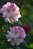 702232_Rhododendron catawbiense weiss-violett blühende Blüten in Gegenlicht