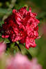 702239_ Rhododendron tiefrote Blüte Makro Grossfoto