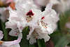 904077_Rhododendron weiss-rosa zarte Blütenblättchen Nahaufnahme