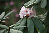 904078_Rhododendron Blüten weiss-rosa in Grossblättern