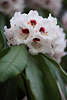 904079_Rhododendron weiss-rosa Strauchblüte Nahaufnahme violett aufblühen