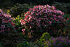 904213_Rhododendron Blütenfülle im Lichteinfall aufblühende Sträucher