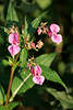 Rhrmichnichtan Fleiiges Lieschen rosaviolette zierliche zarte Wildpflanze Blmchen in Tau