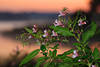 607442_ Indisches Springkraut, Impatiens glandulifera Foto, lila-violett Wildblume Blte & Bltter am See