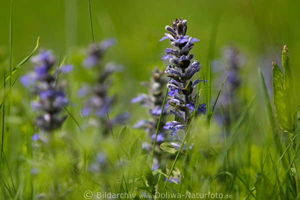 Ajuga reptans: Kriechender Gnsel Frhlingsblte in Gras wachsen blau Wildblume Naturfoto
