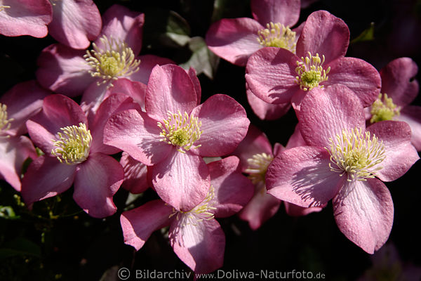 Forest-vine Clematis flowers pink-violet bloom plant