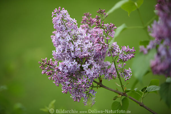 Flieder Persischer hell-violett Frhlingsblte lila blhen am Strauchzweig