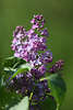 904786_Flieder violett-blau Blten duftende   Flora Frhlingsfoto heller Blmchen