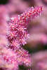 807028_ Astilbe winzig dichte Bltenzungen purpur lila rosa in Sonnenschein blhen