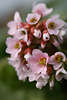 904046_ Bergenie lila Blten Foto, violett mini Blmchen Makrobild, Bergenia Hybride Baby Doll Zierpflanze