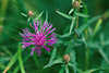 0298_ Flockenblumen Gattung: Wiesenflockenblume Naturfoto Centaurea jacea Blte, Knospen Bild in Grngras