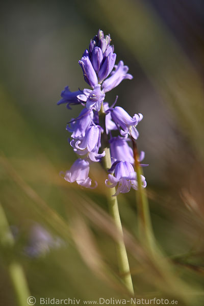 Blau-lila Glckchen am Stiel Naturbild kleiner Blmchen Florablten Makrofoto mikrige Blumenglocken